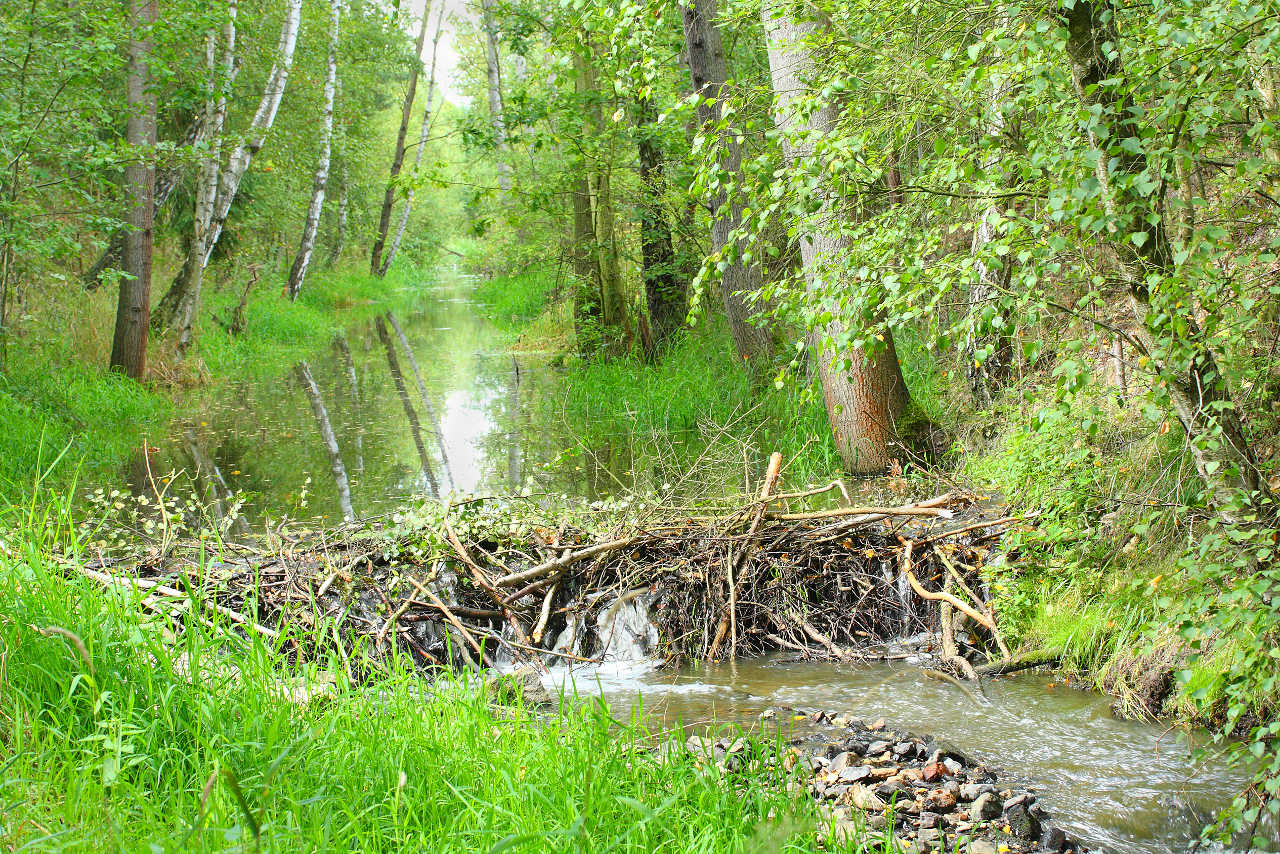 A beaver's dam - representing blockages in your business cash flow